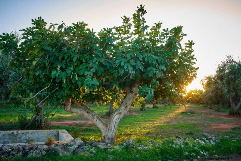 Managing Fig Tree Size: Pruning & Root Control
