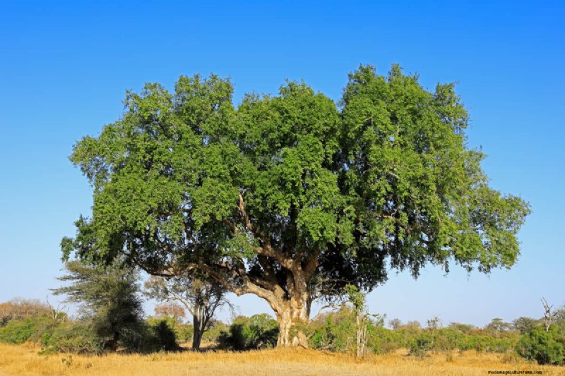 Managing Fig Tree Size: Pruning & Root Control