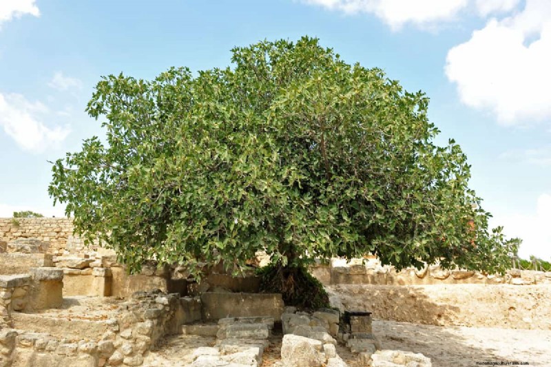 Managing Fig Tree Size: Pruning & Root Control