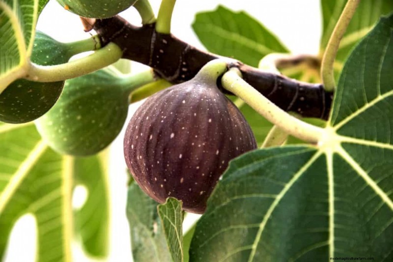 Managing Fig Tree Size: Pruning & Root Control