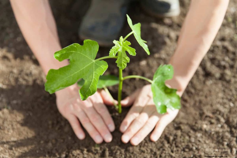 Managing Fig Tree Size: Pruning & Root Control