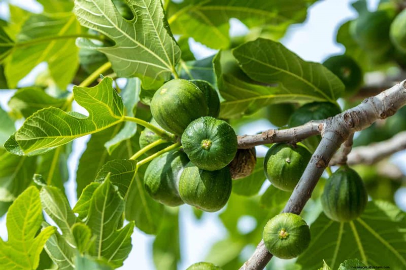 Managing Fig Tree Size: Pruning & Root Control