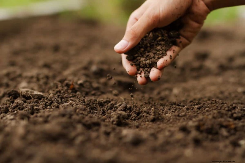 Vinegar and Soil: Effects, Duration & Safe Gardening Practices