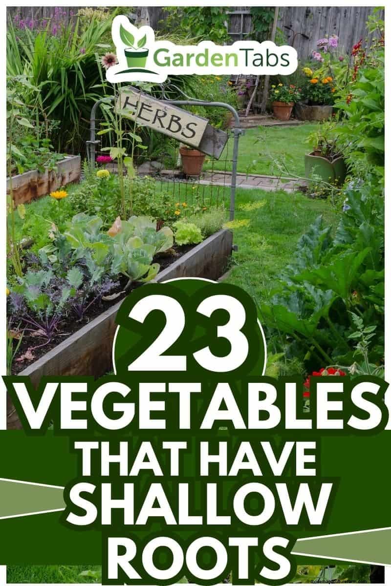 Shallow-Rooted Vegetables: A Gardener s Guide to Easy Growth