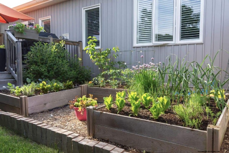 Shallow-Rooted Vegetables: A Gardener s Guide to Easy Growth