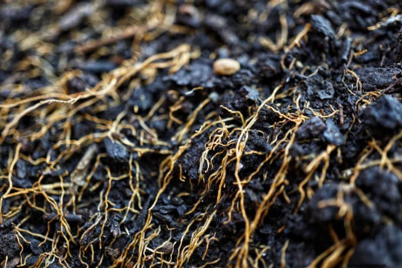 Shallow-Rooted Vegetables: A Gardener s Guide to Easy Growth