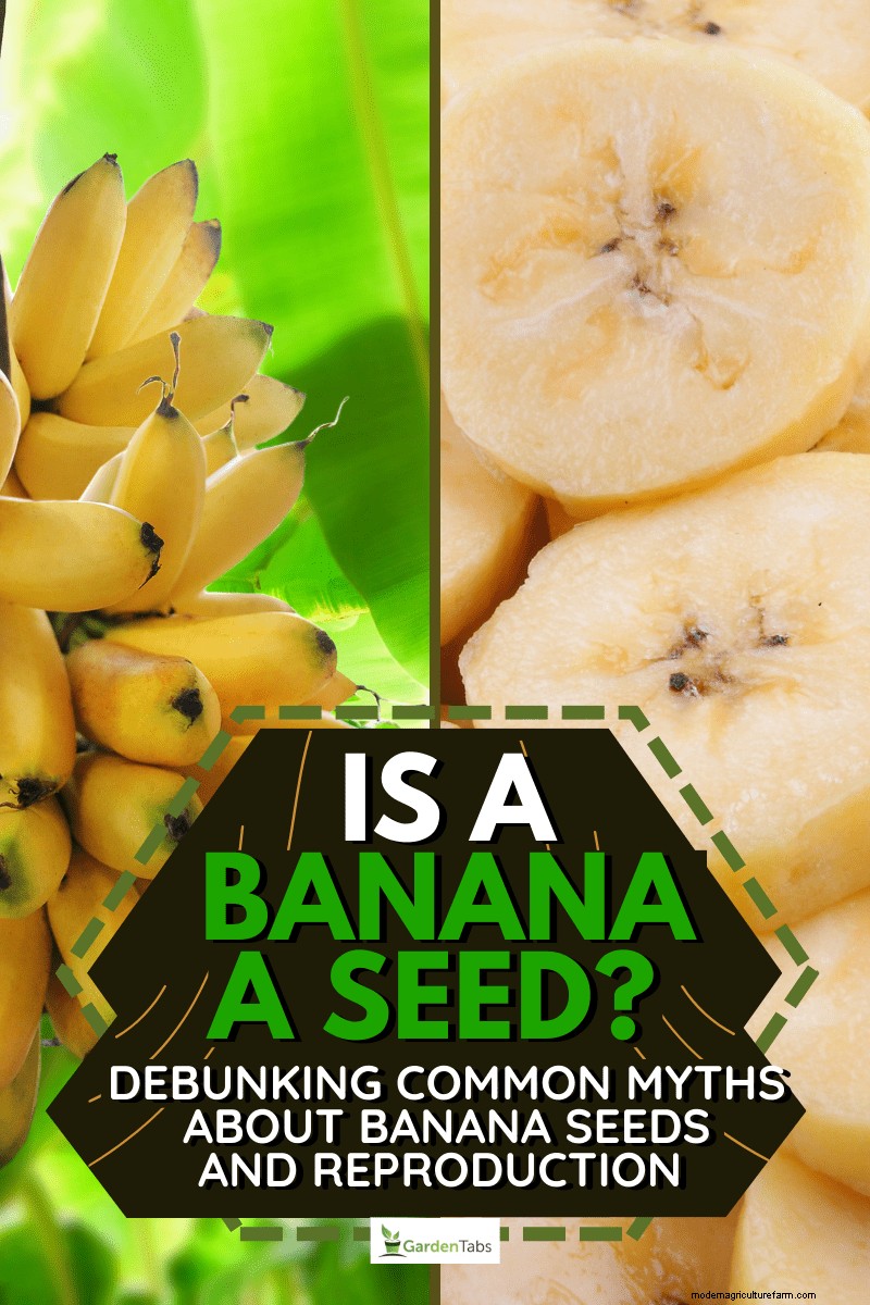Bananas: Do They Contain Seeds? Understanding Banana Reproduction