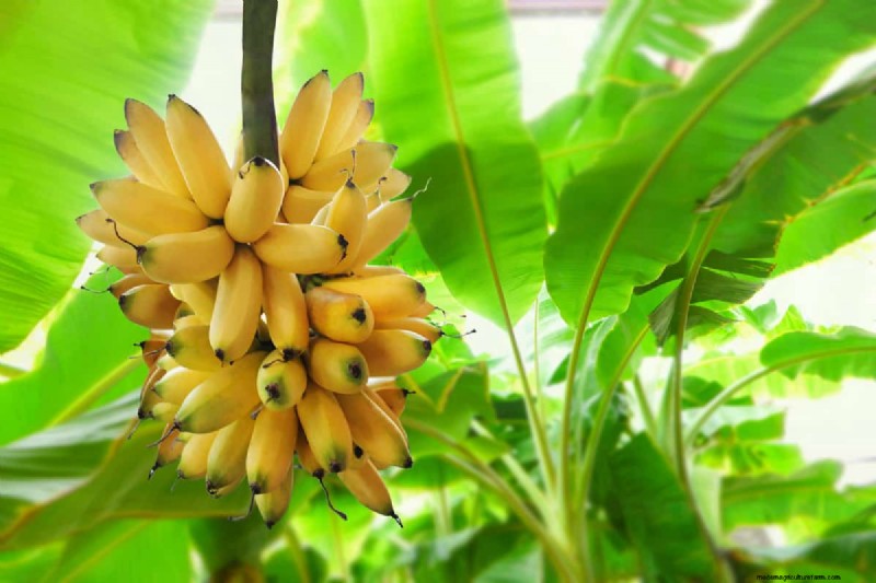 Bananas: Do They Contain Seeds? Understanding Banana Reproduction