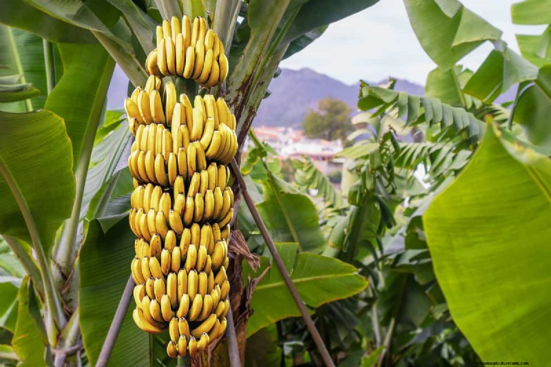 Bananas: Do They Contain Seeds? Understanding Banana Reproduction