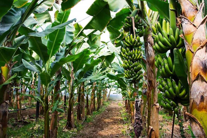 Bananas: Do They Contain Seeds? Understanding Banana Reproduction