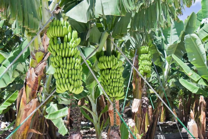 Bananas: Do They Contain Seeds? Understanding Banana Reproduction