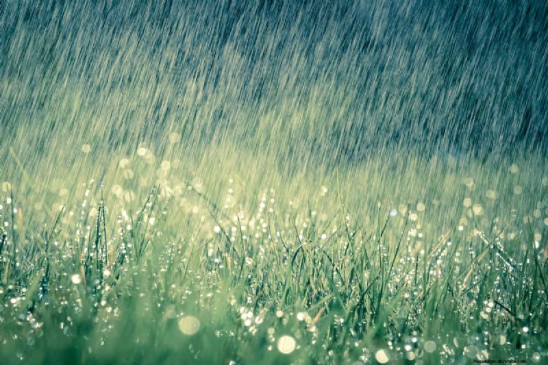 Liquid Fence Repellent: Granular vs. Liquid - Which is Best for Your Garden?
