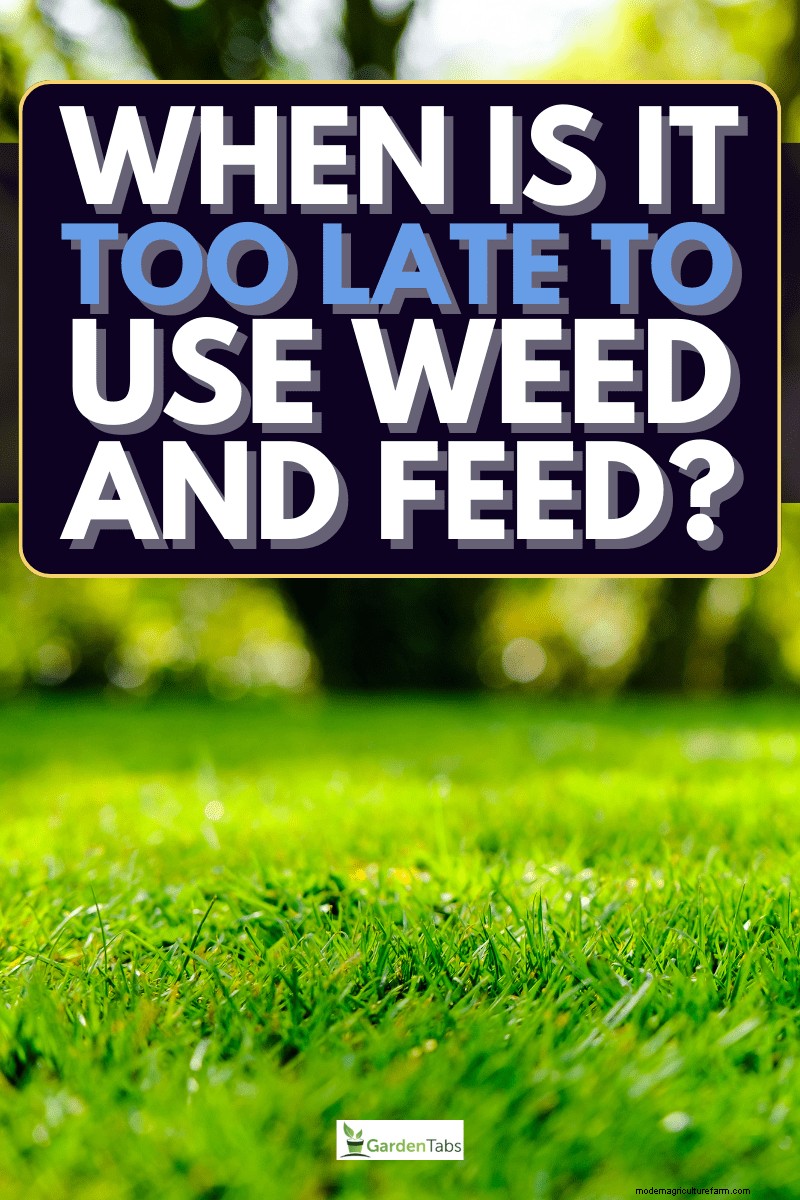 Optimal Timing for Weed & Feed Application: A Homeowner s Guide