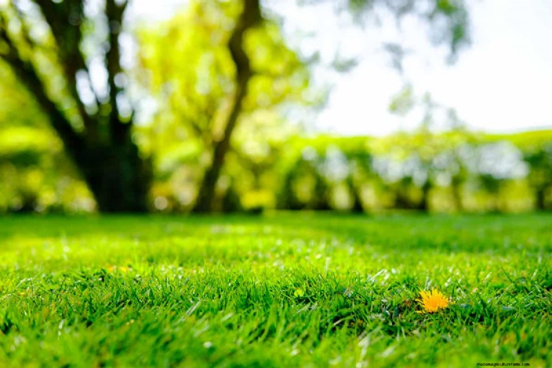 Optimal Timing for Weed & Feed Application: A Homeowner s Guide