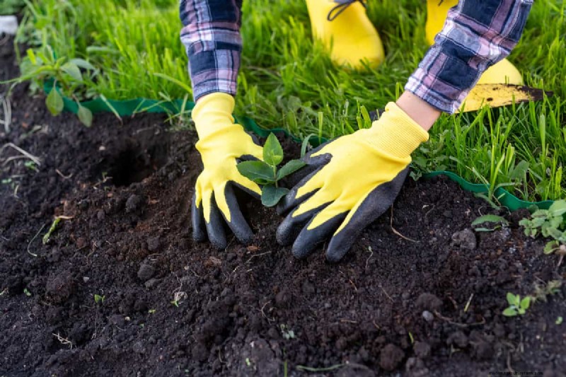 Optimal Timing for Weed & Feed Application: A Homeowner s Guide