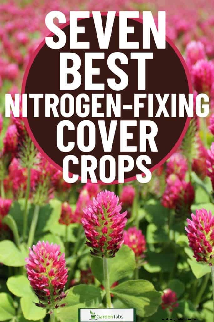 Top 7 Nitrogen-Fixing Cover Crops for Soil Improvement