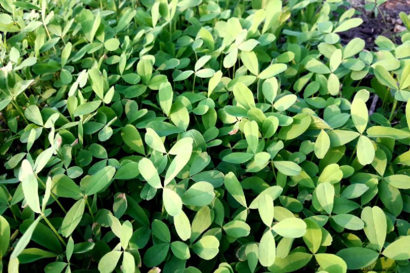 Top 7 Nitrogen-Fixing Cover Crops for Soil Improvement