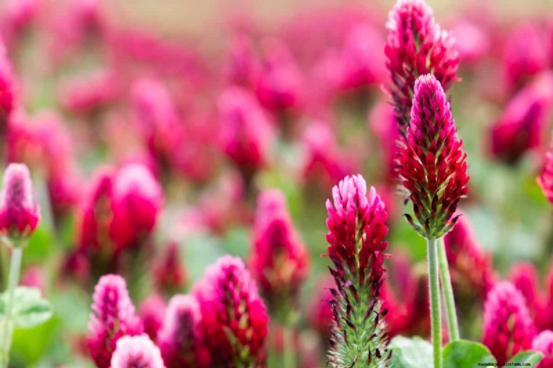 Top 7 Nitrogen-Fixing Cover Crops for Soil Improvement