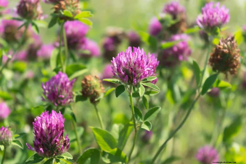 Top 7 Nitrogen-Fixing Cover Crops for Soil Improvement