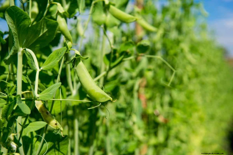 Top 7 Nitrogen-Fixing Cover Crops for Soil Improvement