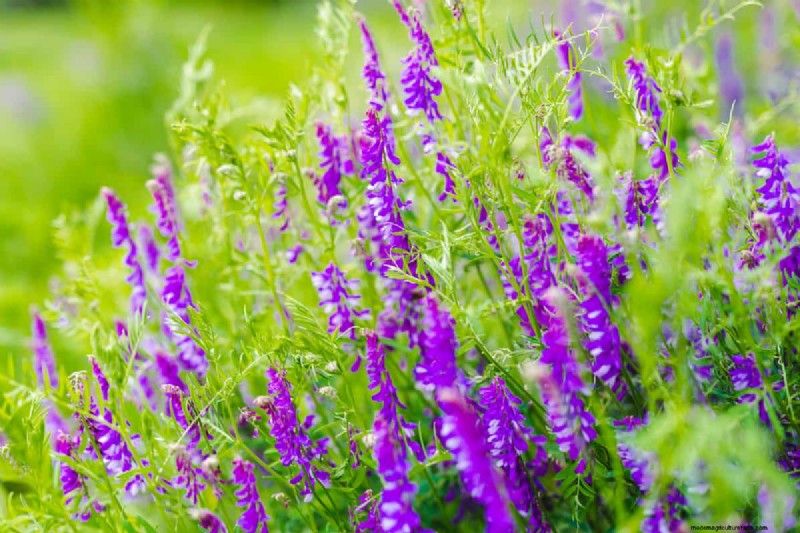 Top 7 Nitrogen-Fixing Cover Crops for Soil Improvement