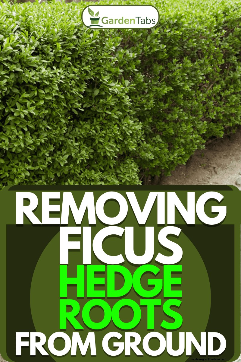 Removing Ficus Hedge Roots: A Comprehensive Guide