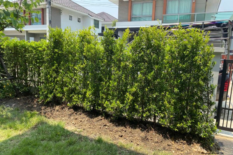 Removing Ficus Hedge Roots: A Comprehensive Guide