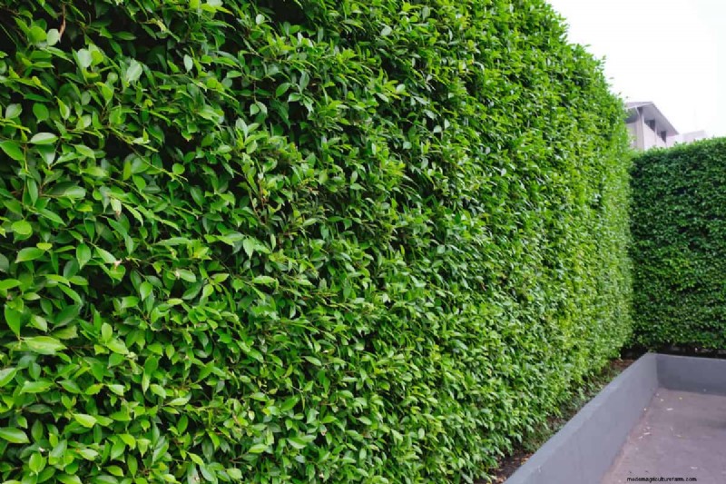 Removing Ficus Hedge Roots: A Comprehensive Guide