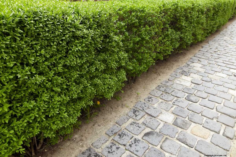 Removing Ficus Hedge Roots: A Comprehensive Guide