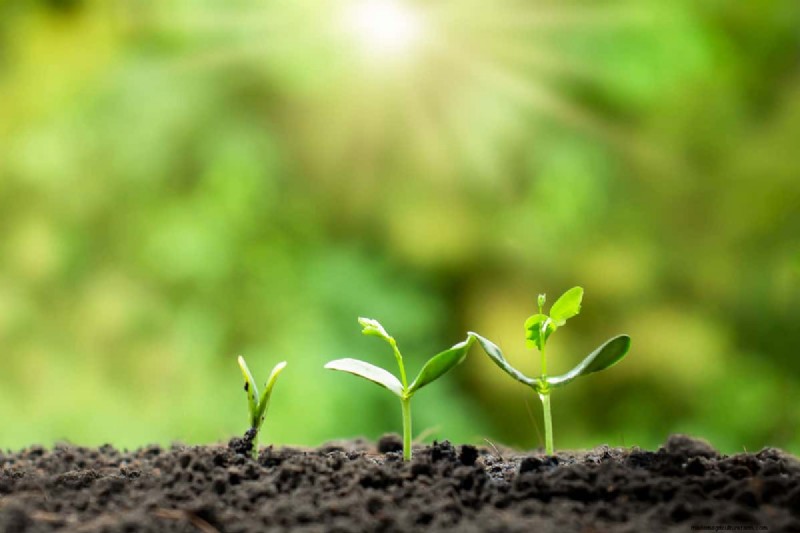 Removing Ficus Hedge Roots: A Comprehensive Guide