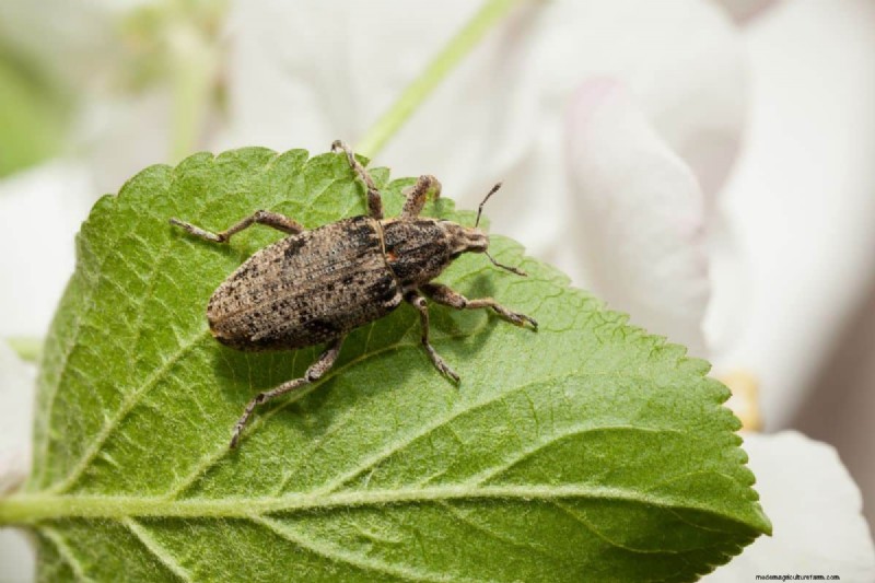 Vine Weevil Victims: Plants Most at Risk & How to Protect Them
