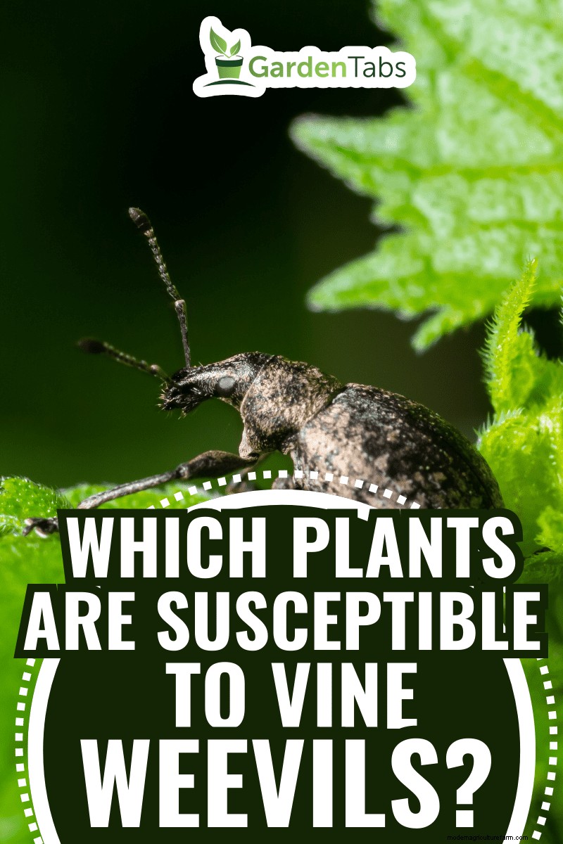 Vine Weevil Victims: Plants Most at Risk & How to Protect Them