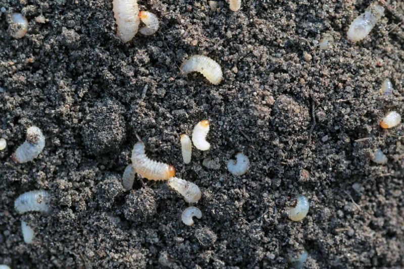 Vine Weevil Victims: Plants Most at Risk & How to Protect Them