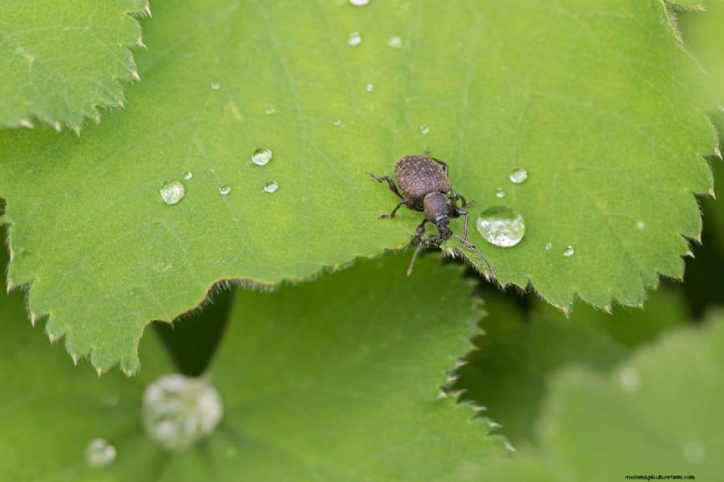 Vine Weevil Victims: Plants Most at Risk & How to Protect Them