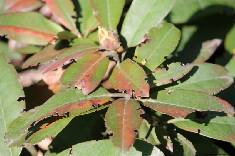 Vine Weevil Victims: Plants Most at Risk & How to Protect Them