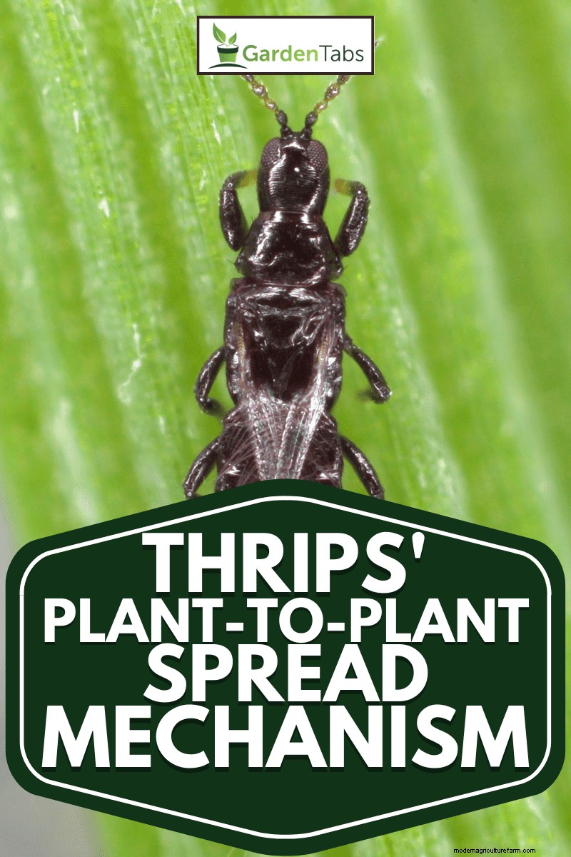 Thrips Spread: How to Prevent Infestations and Protect Your Plants