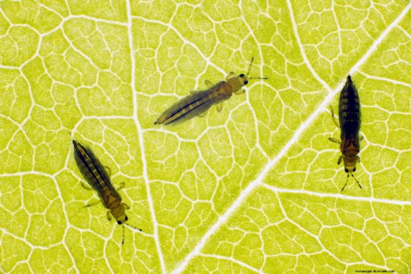 Thrips Spread: How to Prevent Infestations and Protect Your Plants