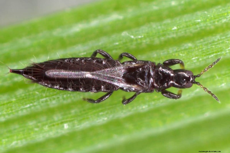 Thrips Spread: How to Prevent Infestations and Protect Your Plants