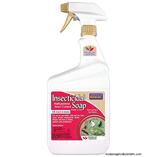 Thrips Spread: How to Prevent Infestations and Protect Your Plants
