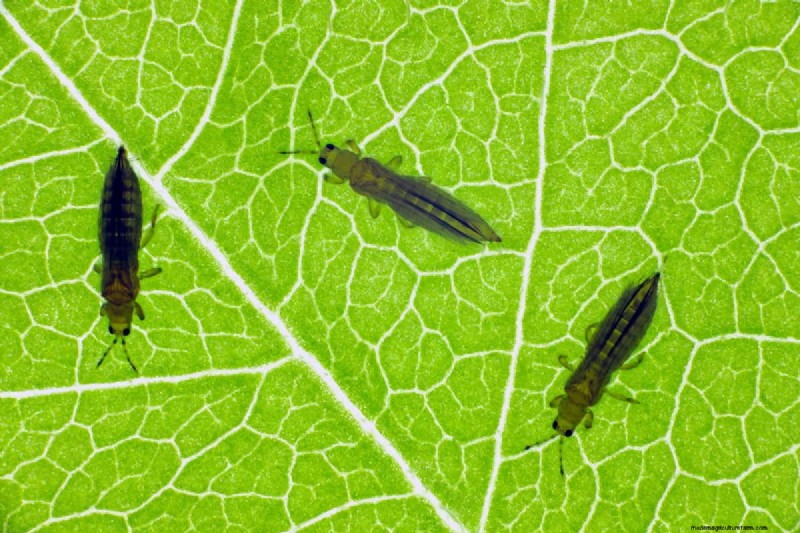Thrips Spread: How to Prevent Infestations and Protect Your Plants
