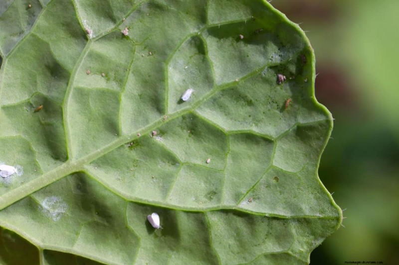 Thrips Spread: How to Prevent Infestations and Protect Your Plants