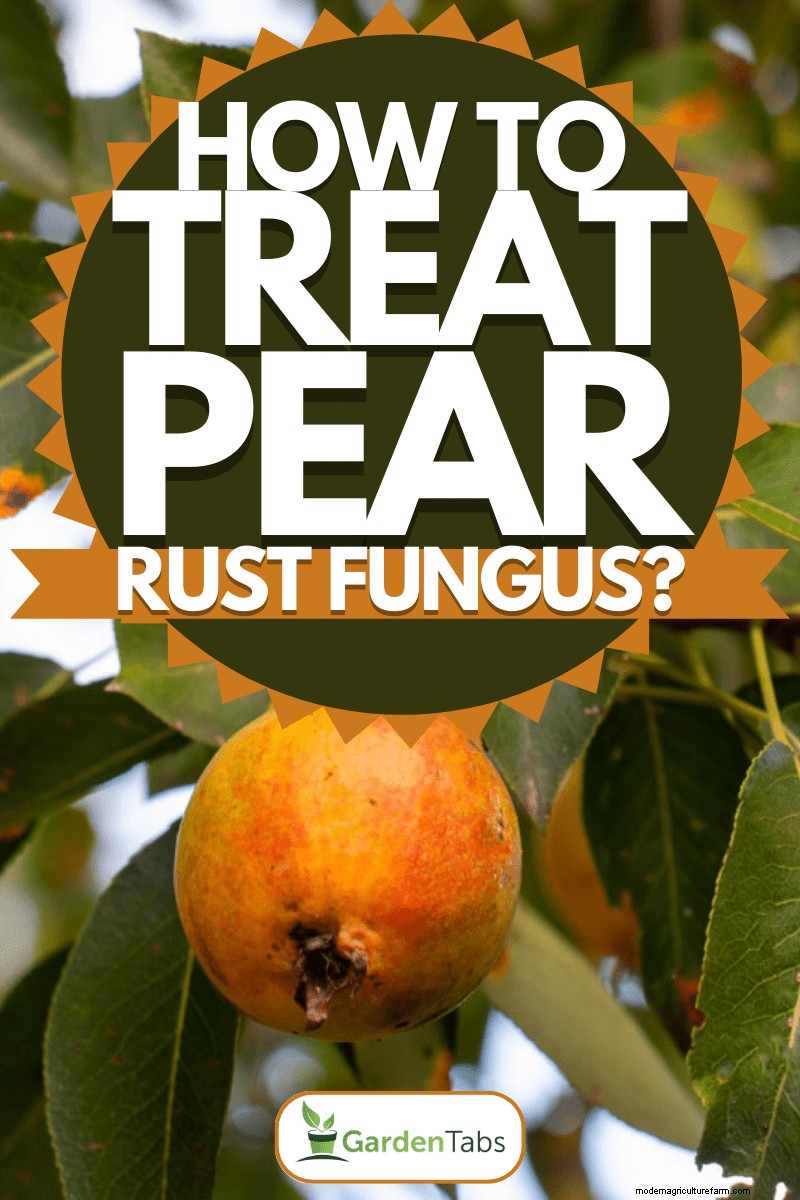 Pear Rust Fungus Treatment: Protect Your Pear Trees