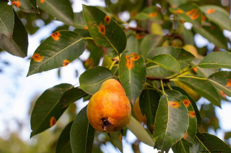 Pear Rust Fungus Treatment: Protect Your Pear Trees