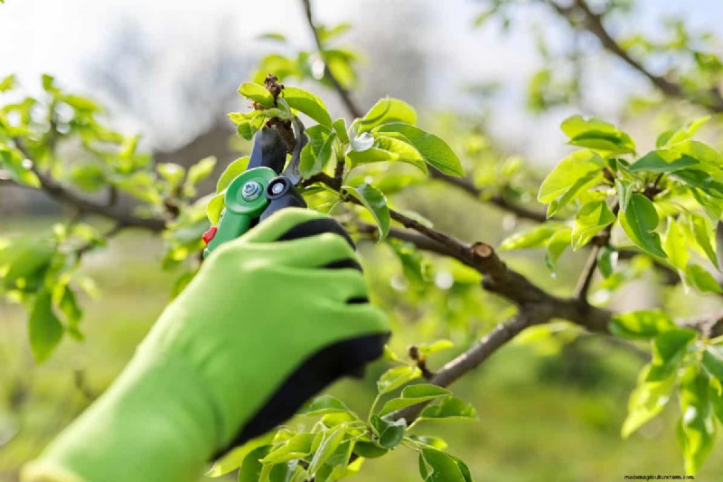 Pear Rust Fungus Treatment: Protect Your Pear Trees