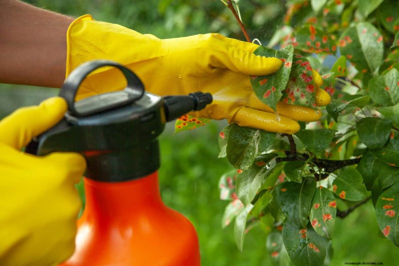 Pear Rust Fungus Treatment: Protect Your Pear Trees