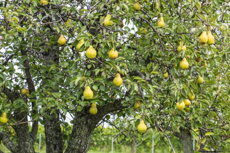 Pear Rust Fungus Treatment: Protect Your Pear Trees