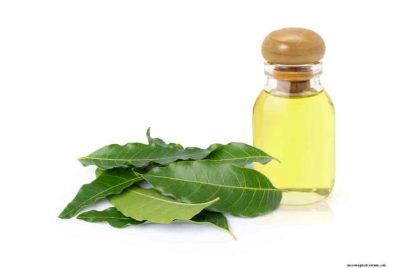 Pear Rust Fungus Treatment: Protect Your Pear Trees