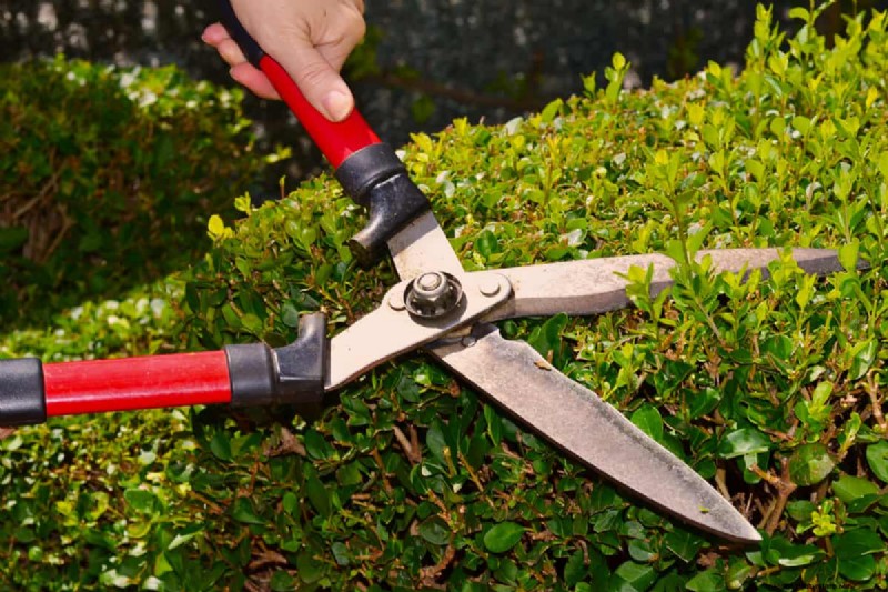Grass Shears vs. String Trimmers: Which is Best for Lawn Edges?