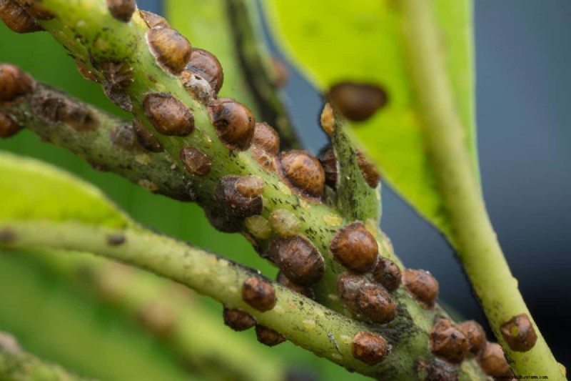 Identifying Dead Scale Insects: A Comprehensive Guide