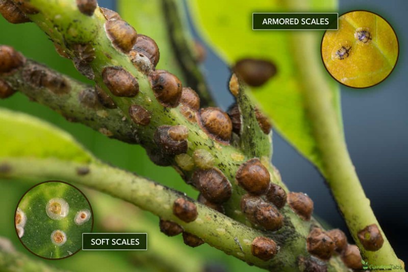 Identifying Dead Scale Insects: A Comprehensive Guide
